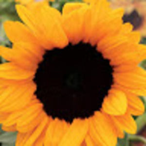 Meet your Posher, Anna grace